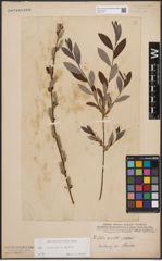 Foto von Salix cinerea L. x Salix repens L.